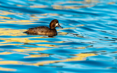 Pasbaş patka (Aythya nyroca), ördekgiller (Anatidae) familyasından orta büyüklükte bir dalıcı ördek türü.