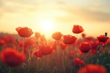 Fototapeta premium Vibrant red poppies bathed in sunset's glow. Perfect for themes of remembrance, peace, or summer.