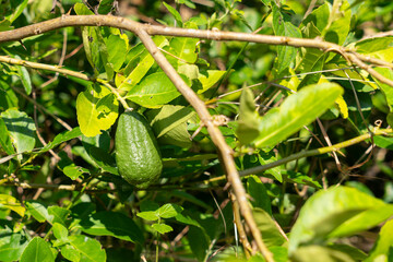 Obraz premium Young lemon fruit on a lemon tree.