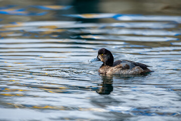 Pasbaş patka (Aythya nyroca), ördekgiller (Anatidae) familyasından orta büyüklükte bir dalıcı ördek türü.