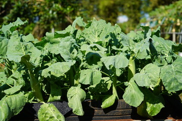 Chinese Kale grown in a plot.