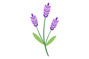Obraz premium lavender flower isolated on a white background