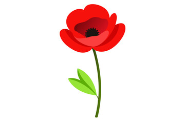 Obraz premium red poppy isolated on white