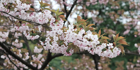 of a tree branch with cherry blossoms