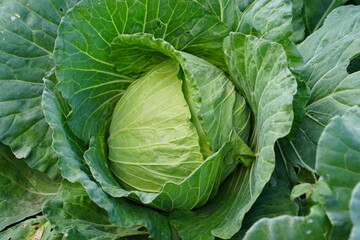 Green background with cabbage leaves.