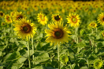 Sunflowers planted in the garden.
