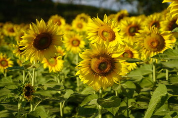 Sunflowers planted in the garden.