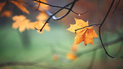 Autumn maple leaves close up on tree in park, autumn concept background
