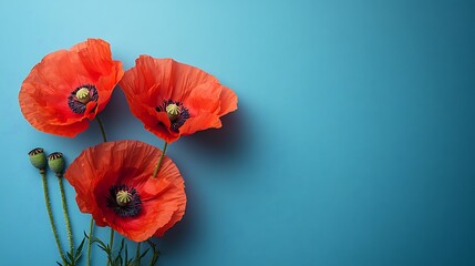 Red poppy flowers isolated on a blue background