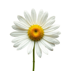 Fototapeta premium White flower with yellow center