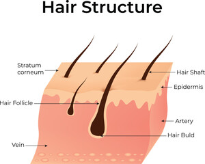 Hair Structure, Stratum Corneum, Hair Follicle, Vein, Artery, Hair Bild, Epidermis, Hair Shaft, Vector Illustration