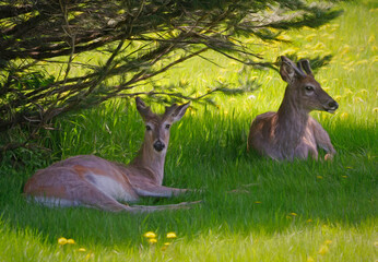 Young Whitetail Bucks At Rest