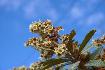 Loquat or Eriobotrya japonica tree flowers, in autumn, and a honey bee, or Apis mellifera, in...