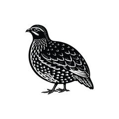 quail vector art and illutration 