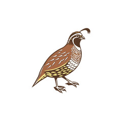 quail vector art and illutration 