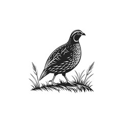 quail vector art and illutration 