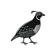 quail vector art and illutration 