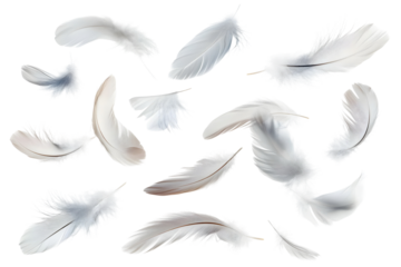 flying white feathers isolated on transparent background
