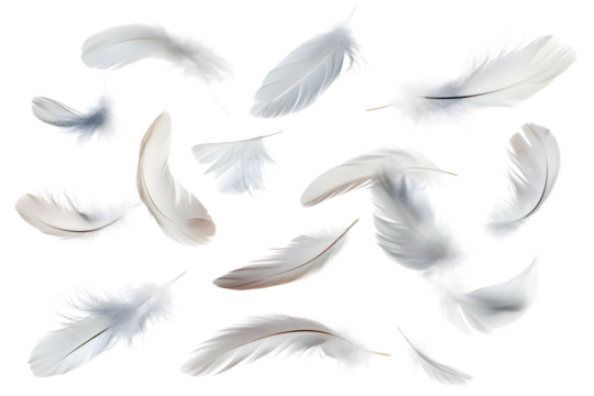 flying white feathers isolated on transparent background - Powered by Adobe