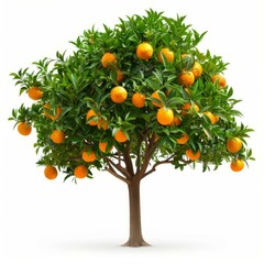 Orange tree full of ripe fruits isolated on white background