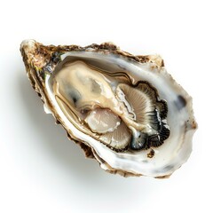 Naklejka premium Fresh opened oyster isolated on white background showing soft inside