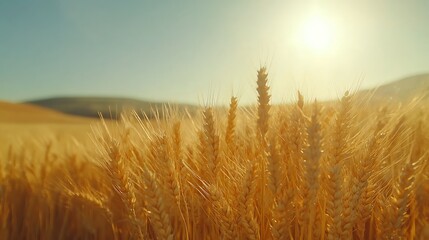 Obraz premium Rustic wheat field in the summer with soft focus