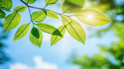 Sunlit green leaves, nature, background against a blue sky, symbolizing nature and tranquility.