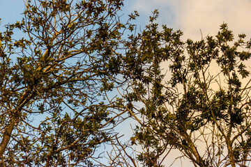 Autumn Leaves and Branches Against a Tranquil Sky at Sunset