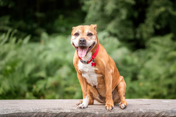 Staffordshire Bull Terrier in a field in the summer sitting on a wooden table