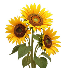 Yellow sunflower bloom against black background
