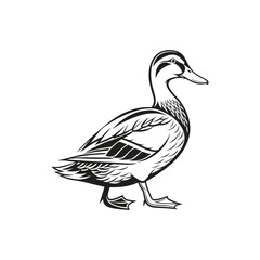 duck vector art and illutration