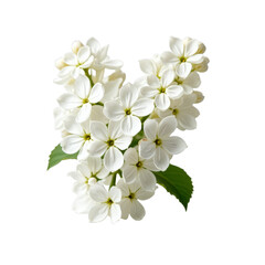 Obraz premium Pretty white flowers with green leaves