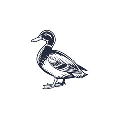duck vector art and illutration