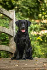 Black Labrador at Virginia Water Lake in Windsor Great Park on a wooden bridge