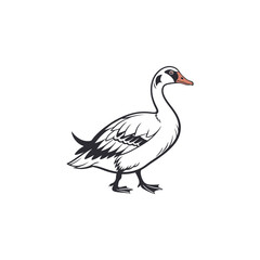 duck vector art and illutration
