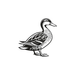 duck vector art and illutration