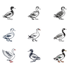 duck vector art and illutration