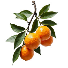 A tree branch with four oranges