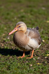 Obraz premium great crested grebe