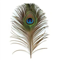 Obraz premium Vibrant peacock feather showing intricate details on white background