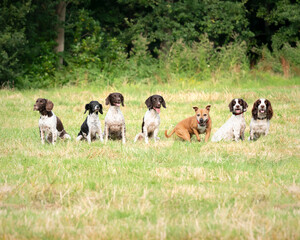 6 Springer Spaniels and a Staffordshire Bull Terrier dog in a field in Bracknell