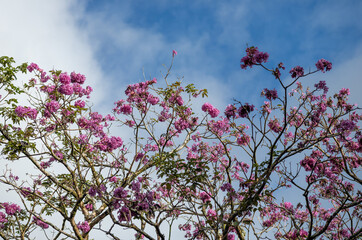 Pink Flowers Against Blue Sky with Cirrus Clouds in Hawaii.