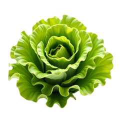 Obraz premium Green lettuce leaves in a circular formation