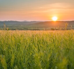 summer sunset on green meadow and sunbeams through grass in the evening. Scenery landscape of bright sunrays over green field. Summer nature. 5