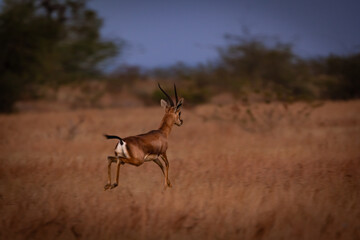 An indian gazalle leaps on the grasslands of Bhigwan Wildlife santuary in india