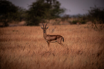 An indian gazalle leaps on the grasslands of Bhigwan Wildlife santuary in india