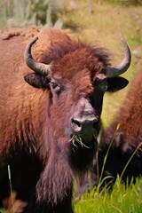 Bison Cow Grazing