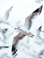 A graceful seagull soaring against a soft blue sky with hints of other birds in the background.