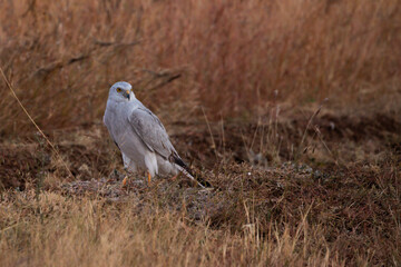 A Pallid harrier on the ground in a bhigwan wildlife santuary grasslands. 