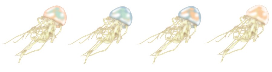 Jelly fish